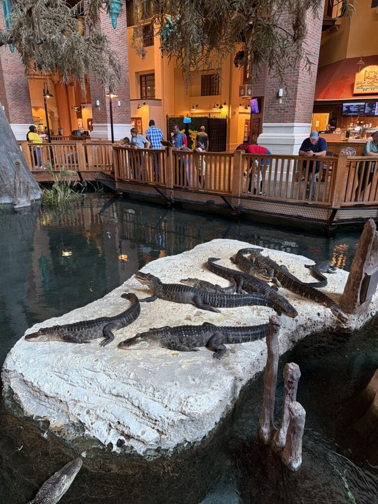 Paragon Casino Resort: More Than I Expected 2 Live alligators are right in the lobby atrium. Not something you walk past without stopping
